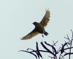 Agelaioides fringillarius