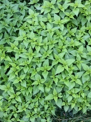 Urtica dioica