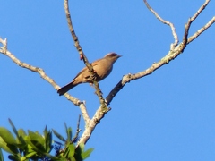 Agelaioides fringillarius