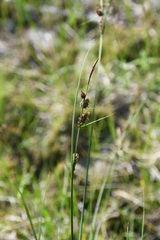 Carex nigra juncea