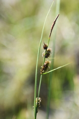 Carex nigra juncea
