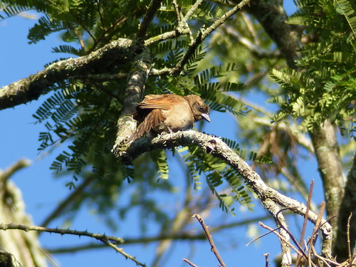 Pale Baywing (Agelaioides fringillarius), photo 8