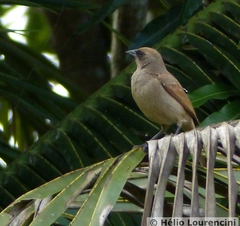 Agelaioides fringillarius