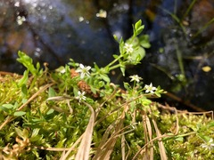 Stellaria alsine