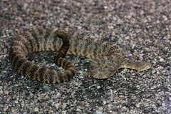 Crotalus tigris