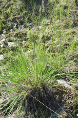 Carex nigra juncea