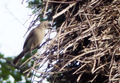 Agelaioides fringillarius