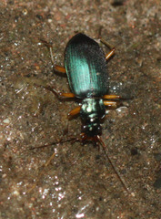 Lithochlaenius