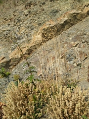 Piptatherum holciforme