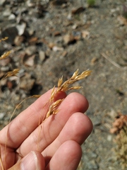 Piptatherum holciforme