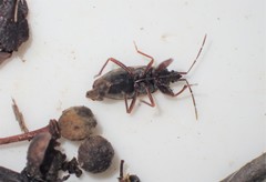 Eremocoris podagricus