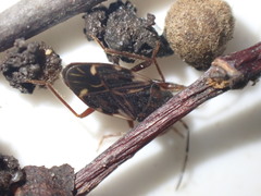 Eremocoris podagricus