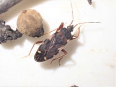 Eremocoris podagricus