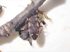 Eremocoris podagricus
