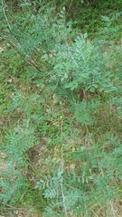 Indigofera lindheimeriana