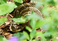Crotalus durissus terrificus