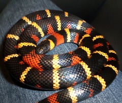 Lampropeltis abnorma