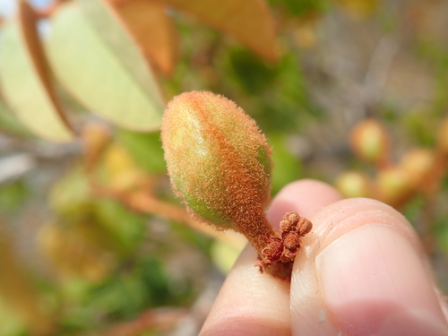 Image of Connarus suberosus by no rights reserved