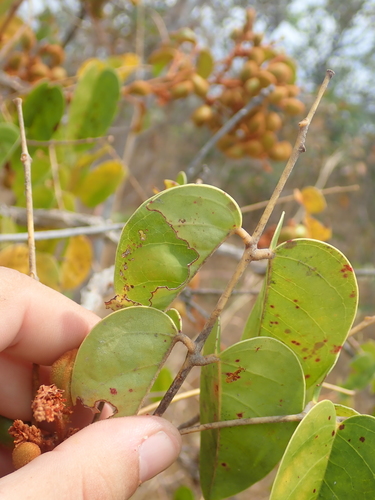 Image of Connarus suberosus by no rights reserved
