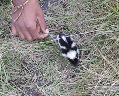 Hemicentetes nigriceps