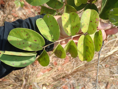Image of Connarus suberosus by no rights reserved