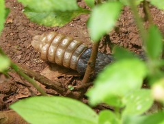 Crotalus durissus terrificus