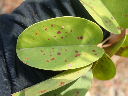 Image of Connarus suberosus by no rights reserved