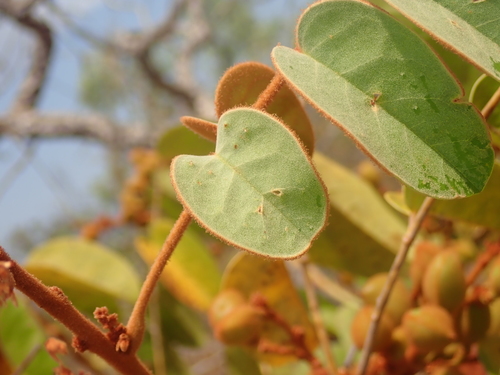 Image of Connarus suberosus by no rights reserved