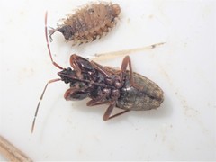 Eremocoris podagricus