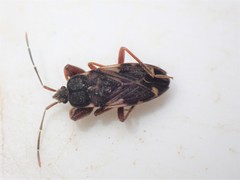 Eremocoris podagricus