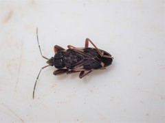 Eremocoris podagricus