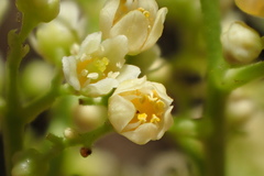 Schinus terebinthifolia