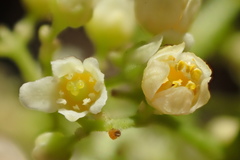 Schinus terebinthifolia