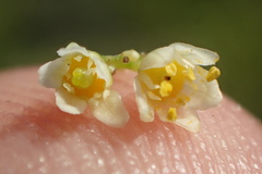Schinus terebinthifolia