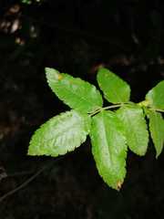 Eucryphia glutinosa