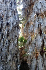 Washingtonia robusta