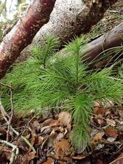 Dendroligotrichum tongariroense