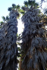 Washingtonia robusta