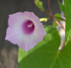 Ipomoea grandifolia
