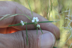 Euphorbia florida