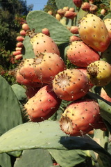 Opuntia ficus-indica