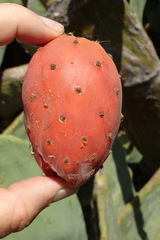 Opuntia ficus-indica