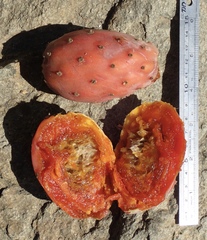 Opuntia ficus-indica