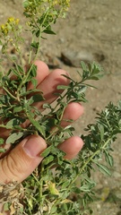 Odontarrhena muralis