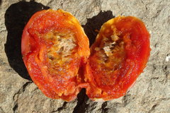 Opuntia ficus-indica