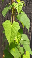 Ipomoea grandifolia