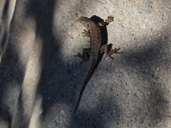 Sceloporus graciosus gracilis