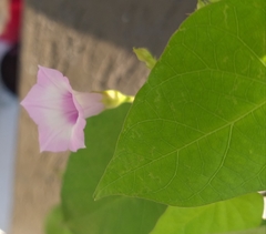 Ipomoea grandifolia