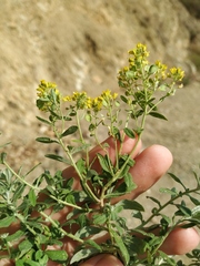 Odontarrhena muralis