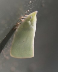 Colgaroides acuminata